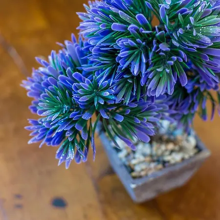 公寓 Estudio Lila 科尼尔-德拉弗龙特拉